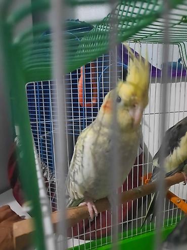 попугай корелла: Hazır erkek dişi quslardi bala verir hal hazirda yuva qizdirirlar — 8
