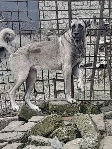 İtlər: Kanqal, 2 il, Erkek, Peyvəndli, Ünvandan götürmə