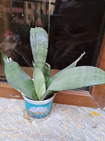 Otaq bitkiləri: Сансивьера голубая — 8