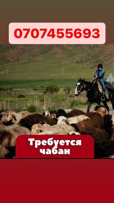 чабан: Требуется Пастух, Оплата Ежемесячно