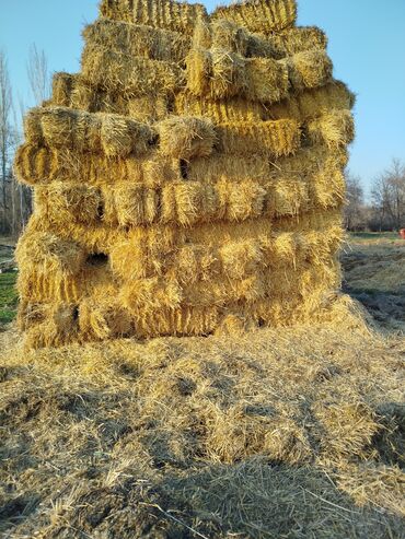 продаю жмых: Продается саман тюк
цена договорная звонит