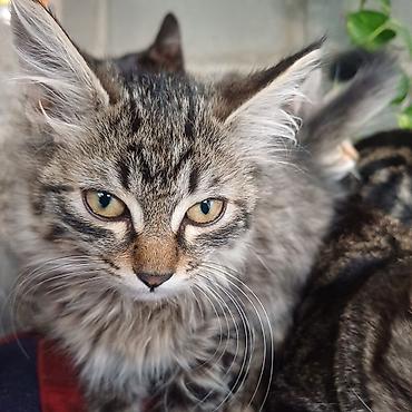 Отдам даром кошку: Котята, домашние. Окрас: - тигровые табби с белыми «носочками» и — 5