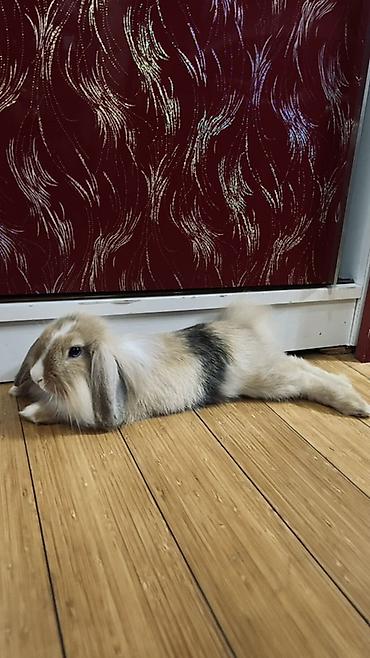 dovsan adlari: Ev dovşanı - Cins: qulaqları sallanan miniatür ev dovşanı (Mini lop) — 2