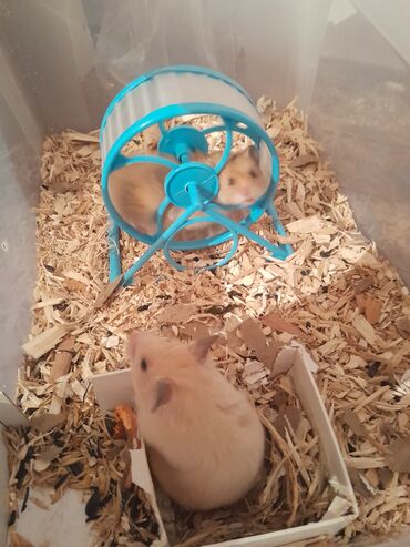 Животные: Hamster 2 ededdir erkey dişi 3 ayliq yemi ile satiram