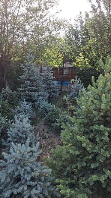 Декоративные деревья: Саженцы деревьев: Ели — 4