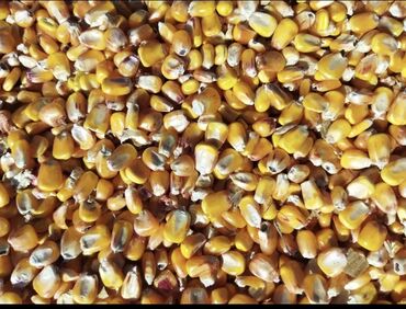 Корма для с/х животных: Продаю кукурузу продам кукурузу в мешках рушенную в наличии 4 тонны