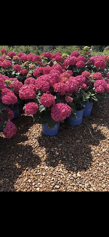 Digər bitkilər: Məhsul: Saksıda hortensiya (Hydrangea) - Rənglər: mavi, bənövşəyi — 3