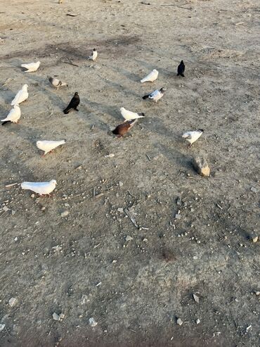 Göyərçinlər: Göyərçinlər zabratdadı hamsı uçan quşlardı isdəyən olsa gəlsin həyətdə — 7