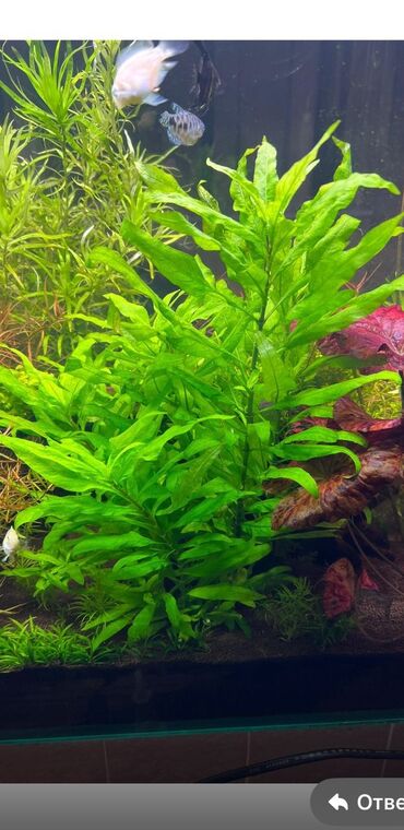 домашние растение: 🌿 Живые аквариумные растения для вашего подводного мира! 🌿 Хотите