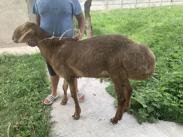 ягнята купить: Уйдо багылган, семиз жаш койлор, кочкорлор сатылат!!!