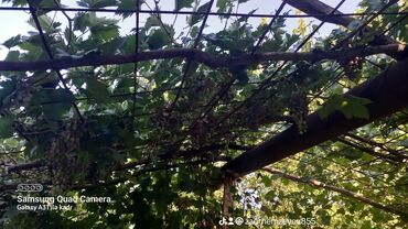 Həyət evləri və villaların satışı: 6 otaqlı, 150 kv. m, Orta təmir — 19