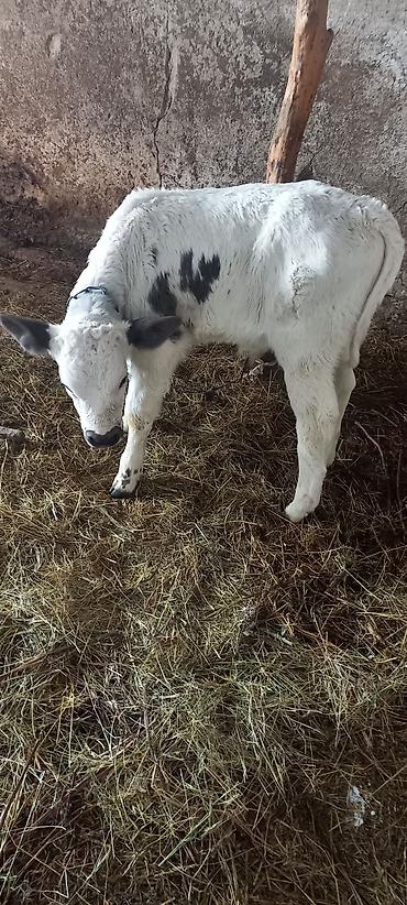 Коровы, быки: Продаю | Музоо, торпок | Полукровка | На откорм — 4