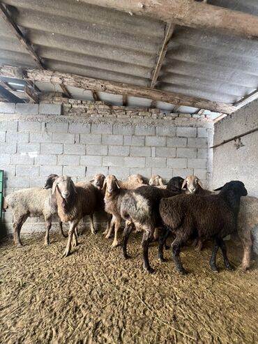 Бараны, овцы: Продаю | Баран (самец) | Для разведения | Племенные — 14