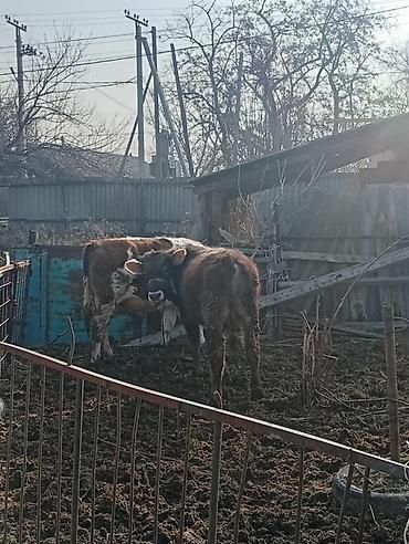 Коровы, быки: Продаю | Бык (самец) | На откорм | Привязанные — 12