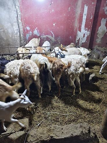 hunduşqa balası: Satış: yerli keçilər sürüsü Məhsul təsviri: - Şəkillərdə görünən — 5