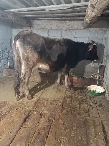 Коровы, быки: Продаю | Корова (самка) | Для молока | Племенные — 1