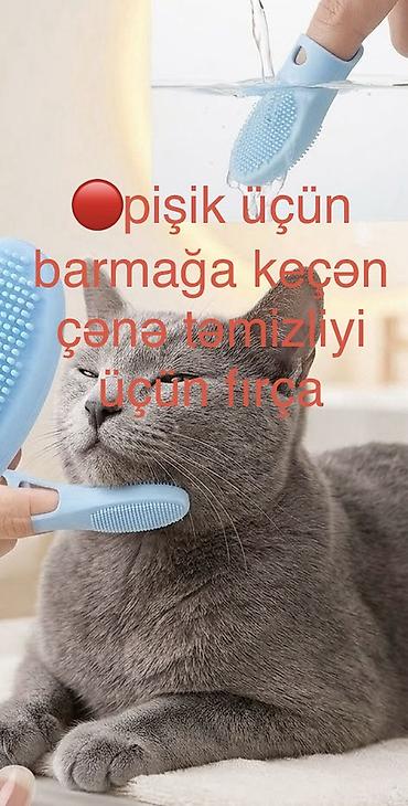 heyvan sikişi: Şotland, Erkək, Yaxşı əllərə, Ünvandan götürmə, Pulsuz çatdırılma, Ödənişli çatdırılma — 5