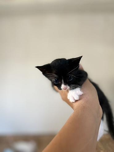 турецкая кошка: Котёнки с большими выразительными глазами. Короткая мягкая шерсть — 6