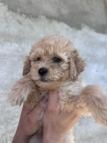 pudel satışı: Pudel, 1 ay, Erkək, Peyvəndli — 2