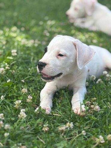 Psi: U ponudi štenci rase Dogo Argentino, oštenjeni 17.05.2025. Uredno — 4