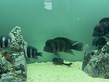 akvariyum: Məhsul: Akvaryum üçün Afrika siklidləri – Frontosa (Cyphotilapia — 4