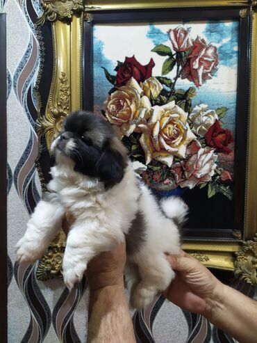 pekines itlər: Пекинес, 1 месяц, Самка, Самовывоз