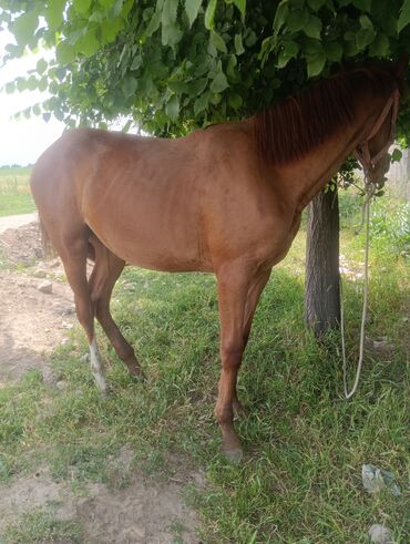 лошадь кыргызстан: Сатам |