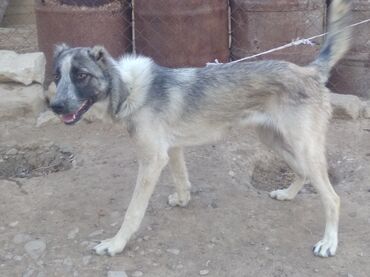Lüğətlər: Alabay, 7 ay, Dişi