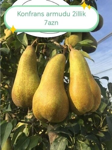 Şitillər: Salam Güllər Rusiyada gelib xarici gülldü nömrədə whatsapp var — 28