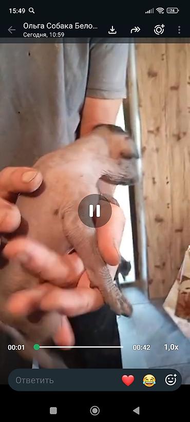 большие собаки: 2 месяца, Самец — 1