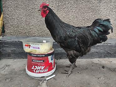 Куры, петухи: Продаю | Куры | Для разведения at lalafo.kg — 7 Куры, петухи: Продаю | Куры | Для разведения — 7