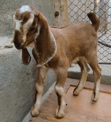 продаю музоо торпок корова самка бык самец айрширская ангус алатауская на забой для разведения на откорм племенные нетель привязанные: Продаю | Козёл (самец), Козлёнок | Битал | Для разведения | Племенные