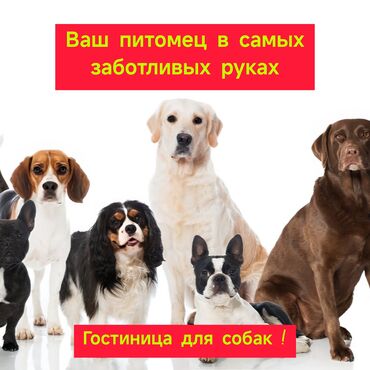 взять машину в аренду в бишкеке: Платная Гостиница для собак. ☎️ . В отпуск без собаки! Платная