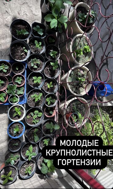 Другие комнатные растения: Молодые растения крупнолистной гортензии . НикоБлю Флорентина