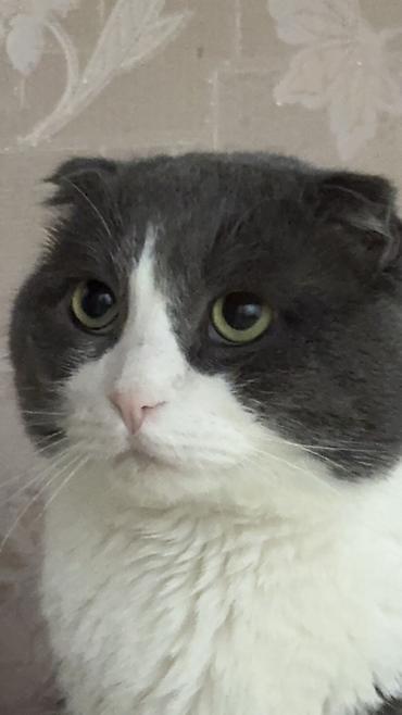 Вязка кошек: Шотландская вислоухая кошка (Scottish Fold), окрас биколор: серый с — 2