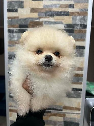 Psi: Pomeranac, štenci vrhunskog kvaliteta Pomeranci devet nedelja stari — 6