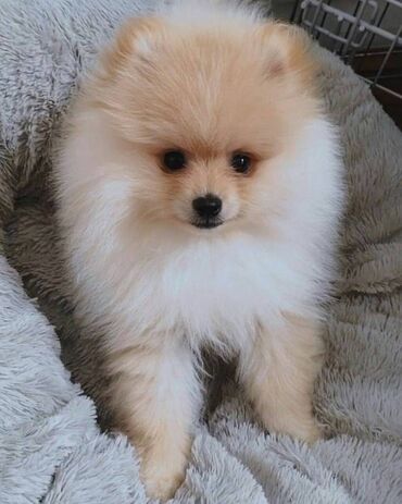 Pomeranian puuppies for rehoming We offer for sale a nice, purebred