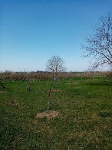 Torpaq sahələrinin satışı: 160 sot, Kənd təsərrüfatı, Mülkiyyətçi, Kupça (Çıxarış) — 2