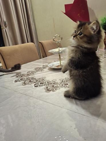 Pişiklər: Sfinks — 11