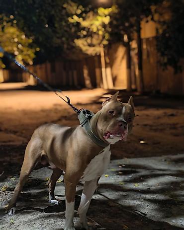 5 ayliq korpe: Pitbul, Erkək, Cütləşmə üçün — 5