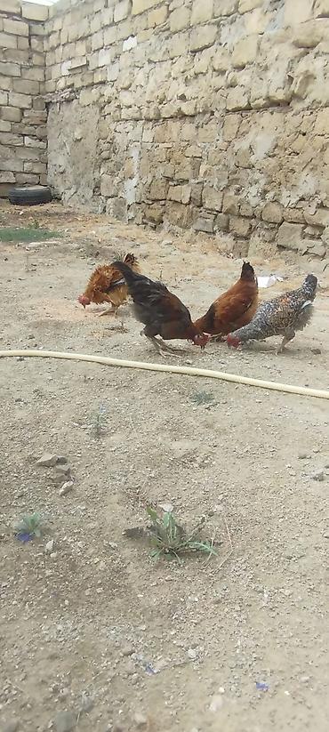 kirpi toyuq: 4 edirdi qiymete görə narahat eleme sonduYerlikən toyuqlar – qarışıq — 1