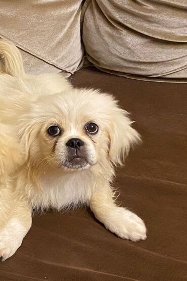 döyüş itləri: Pekines, 4 ay, Erkek, Peyvəndli, Ünvandan götürmə, Ödənişli çatdırılma