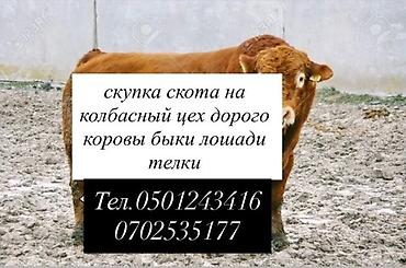 ангус быки: Берем скот дорого на колбасный цех коров быков телок лошадей на — 1