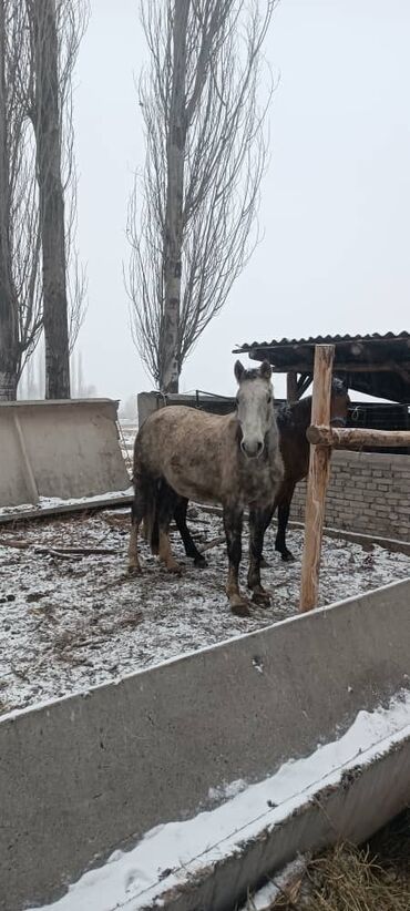 бооз белер: Сатам | Бээ (ургаачы) | Көбөйтүү үчүн, Сүт алуу үчүн | Асыл тукумдуу