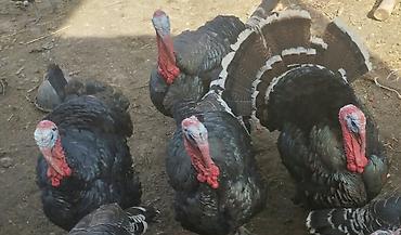 toptan yem satisi: Ətinin 1 klosu 17 m qapıda saxlanş hunduşqalardı hamsı körpədilər 6.7 — 1