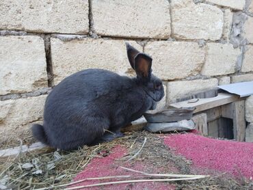 Dovşanlar: ALMAN PYOSTER və RİZEN CİNS DOVŞANLAR SATILIR. Pyoster-Xallı erkəy 6 — 7