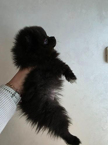 Psi: Na prodaju preslatki pomeranci U naš dom su sasvim spontano stigle — 7