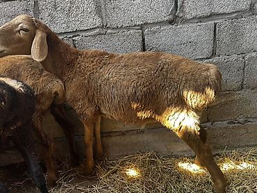 Баран, овца: Продаю | Баран (самец) | На забой at lalafo.kg — 2 Баран, овца: Продаю | Баран (самец) | На забой — 2