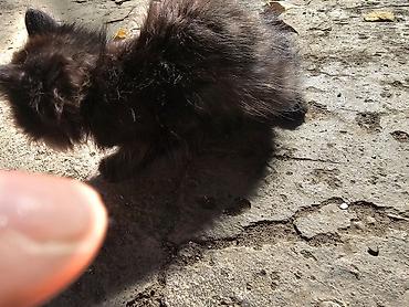 бенгальская кошка окрасы: Очаровательные пушистые котята черного окраса - Котята с длинной — 3