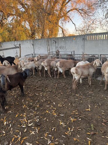 продажа щенков немецкой овчарки с документами в бишкеке: Сатам | Кочкор (эркек) | Союуга